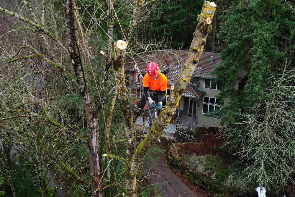 Photo of Morton Tree and Landscape Maintenance