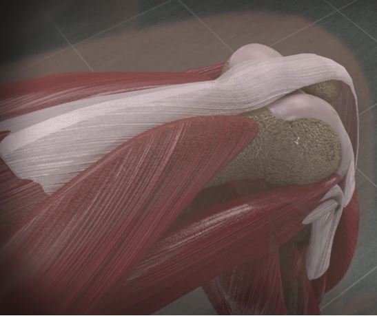 Photo of DG Medical Animations