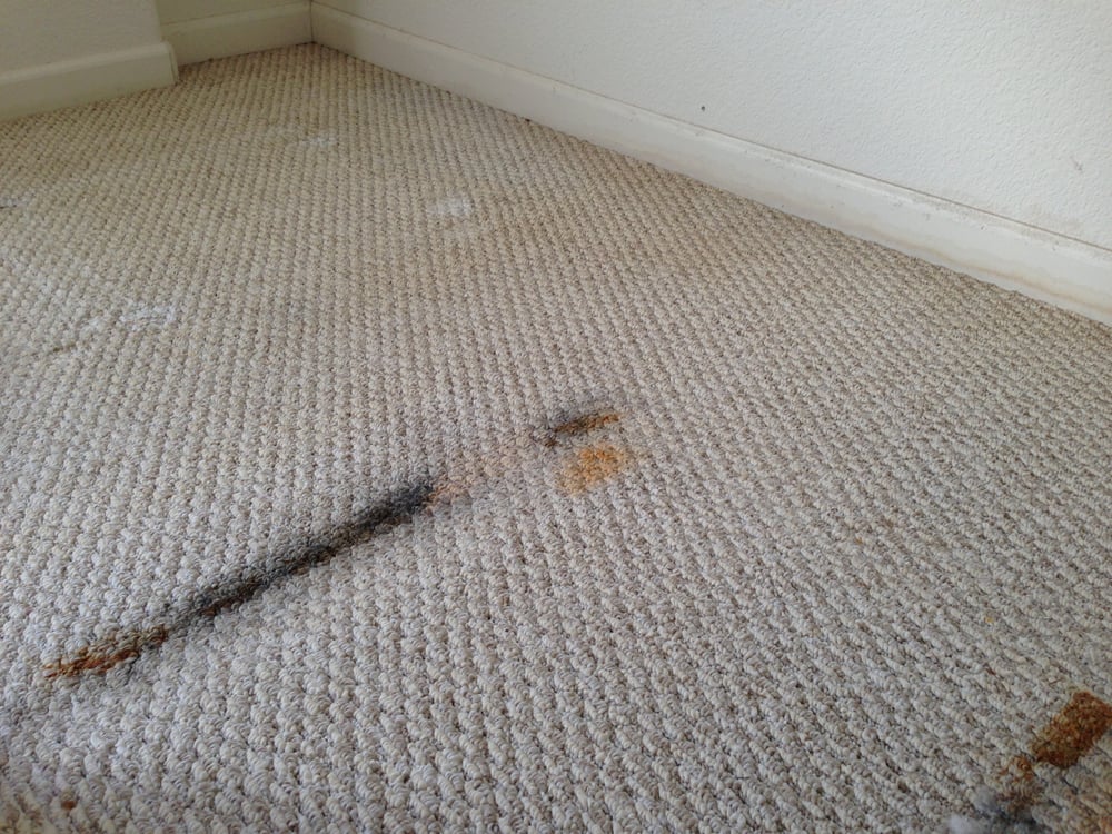 Photo of 1st Choice Carpet and Air Duct Cleaning
