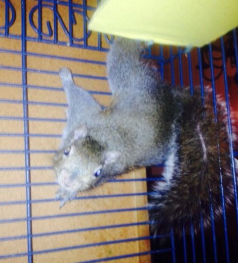 Photo of ACES - Animal Control Exclusion Specialist