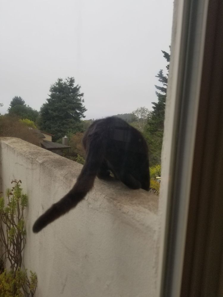 Photo of Joe's Window Cleaning