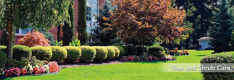 Photo of Southern Spray
