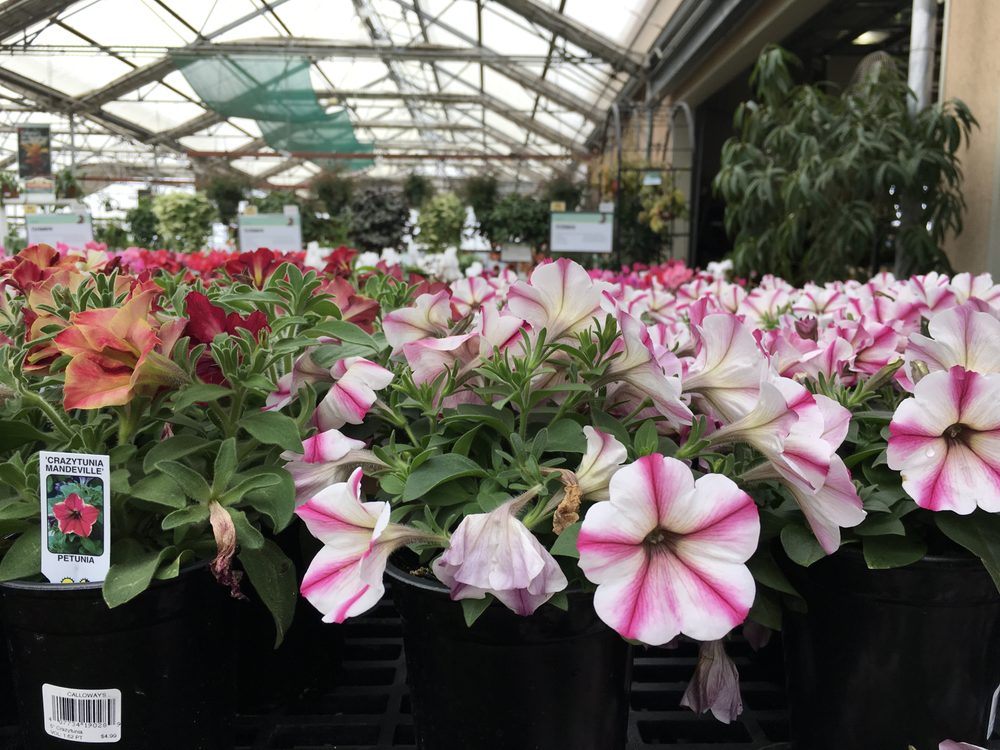 Photo of Cornelius Nursery