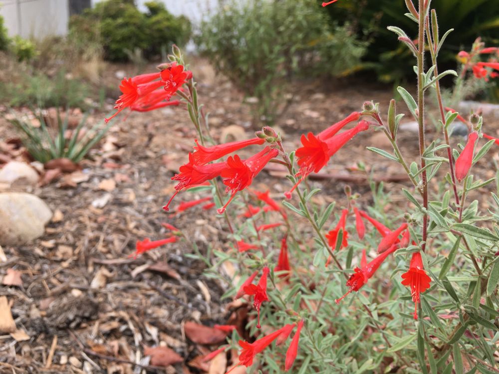 Photo of San Diego Wildflower Gardens