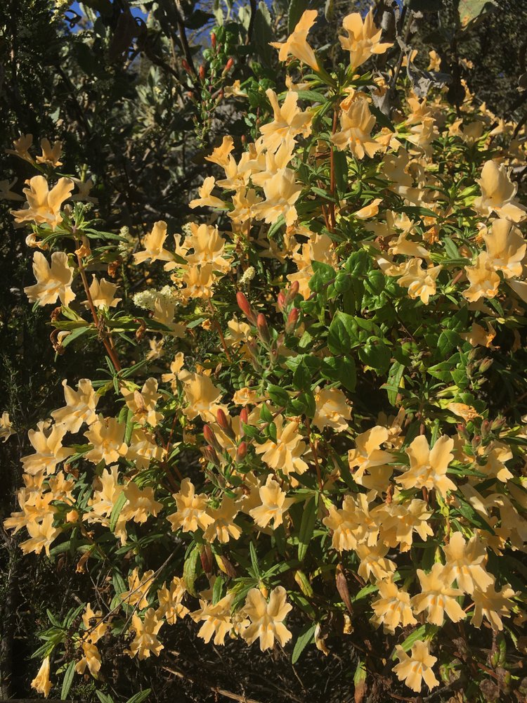 Photo of San Diego Wildflower Gardens