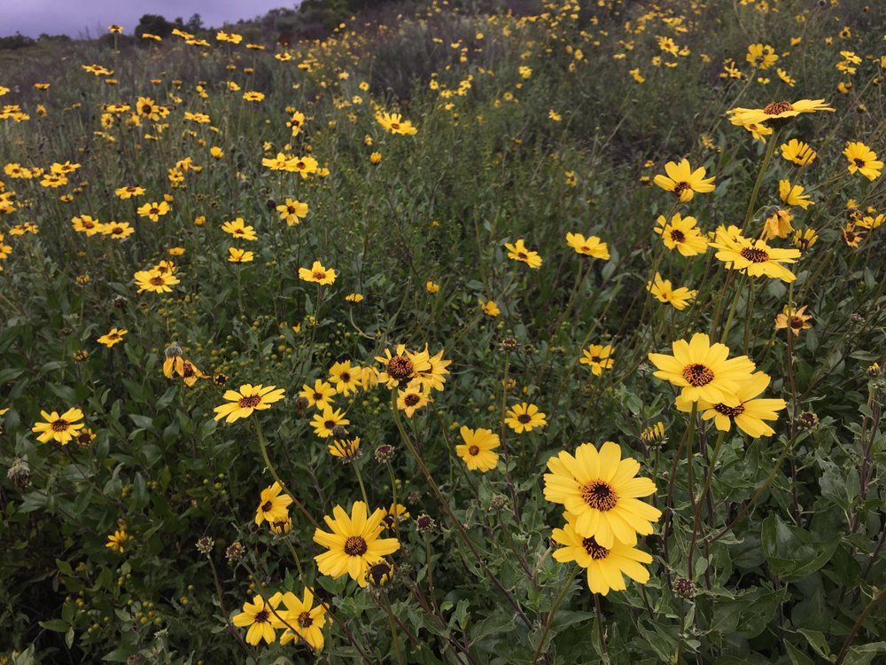 Photo of San Diego Wildflower Gardens