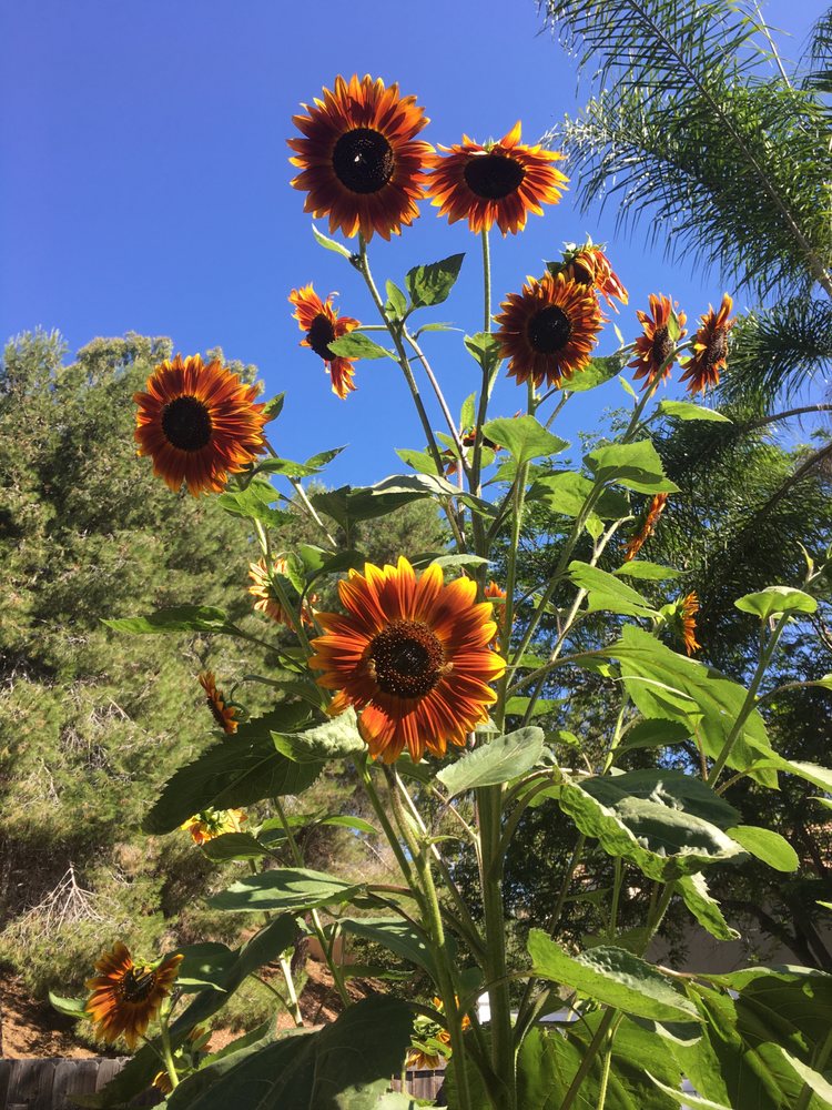 Photo of San Diego Wildflower Gardens