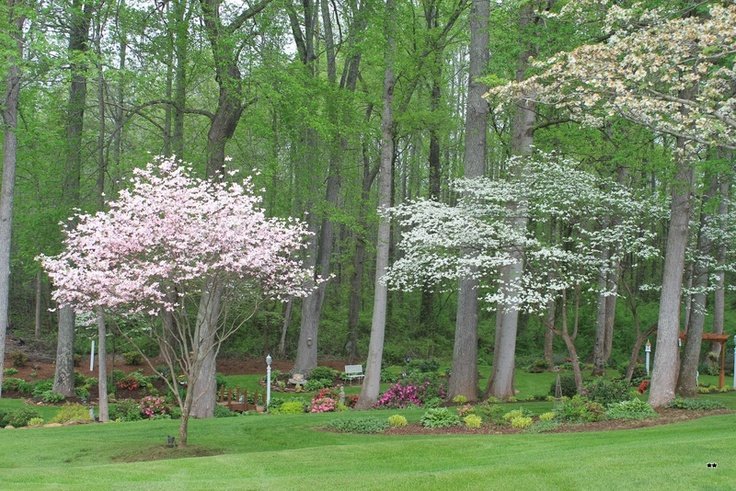 Photo of Southwest Lawns