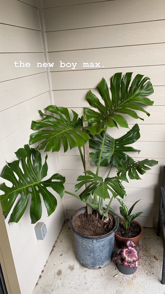 Photo of PalmBuddha