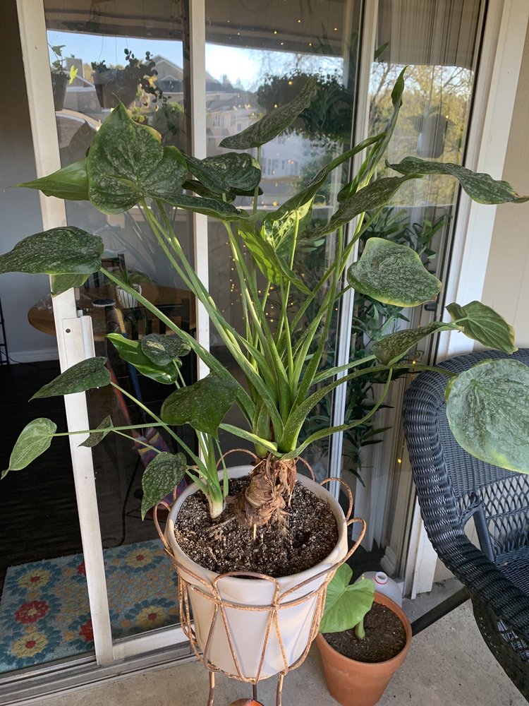 Photo of PalmBuddha