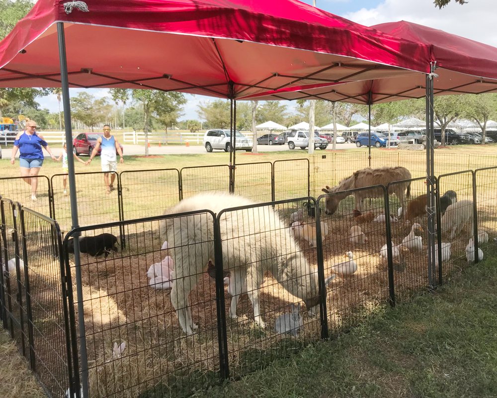 Photo of Ponies & Petting Zoo of Miami