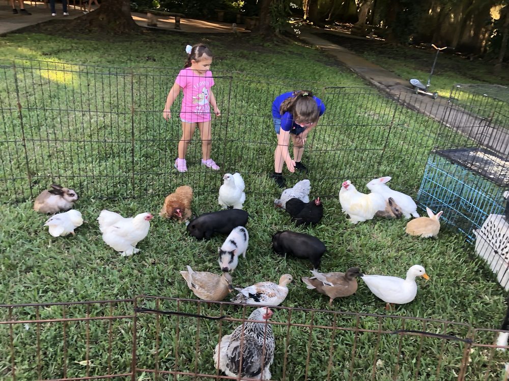 Photo of Ponies & Petting Zoo of Miami