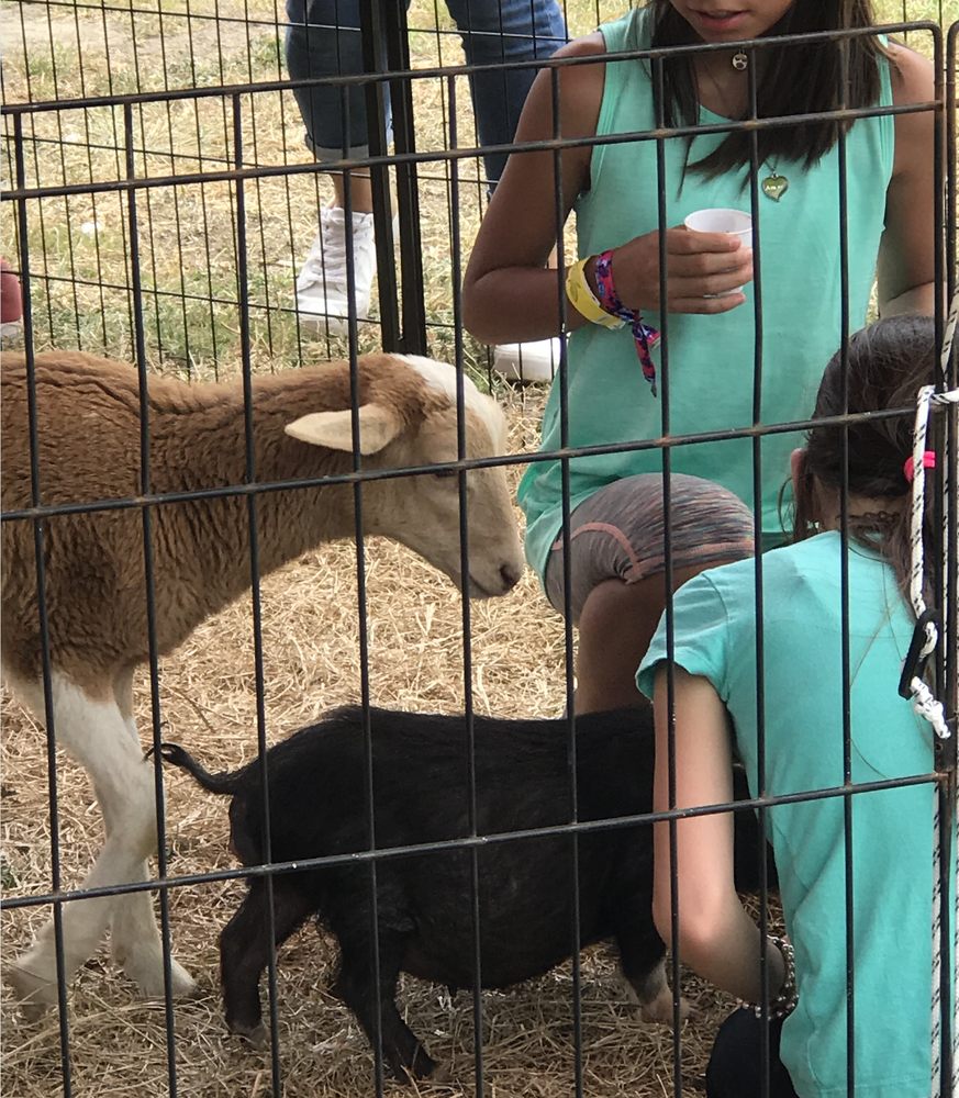 Photo of Ponies & Petting Zoo of Miami