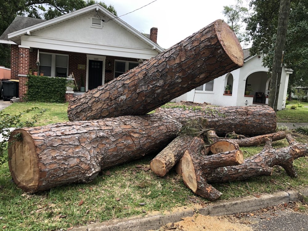 Photo of Absolute Tree and Stump