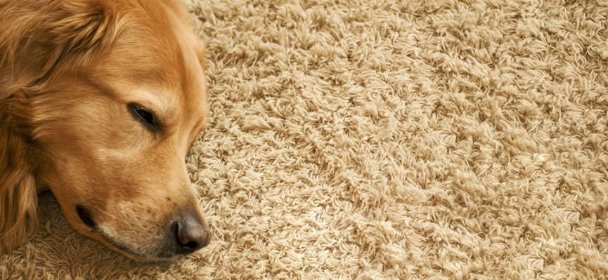 Photo of Abou's Professional Carpet Cleaning