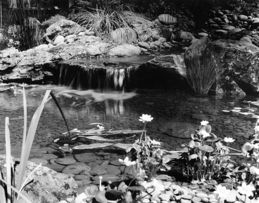 Photo of Stone Water Tree