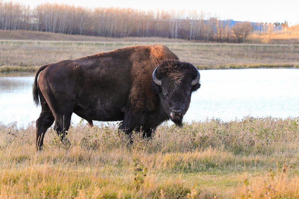 Photo of American Land Lovers