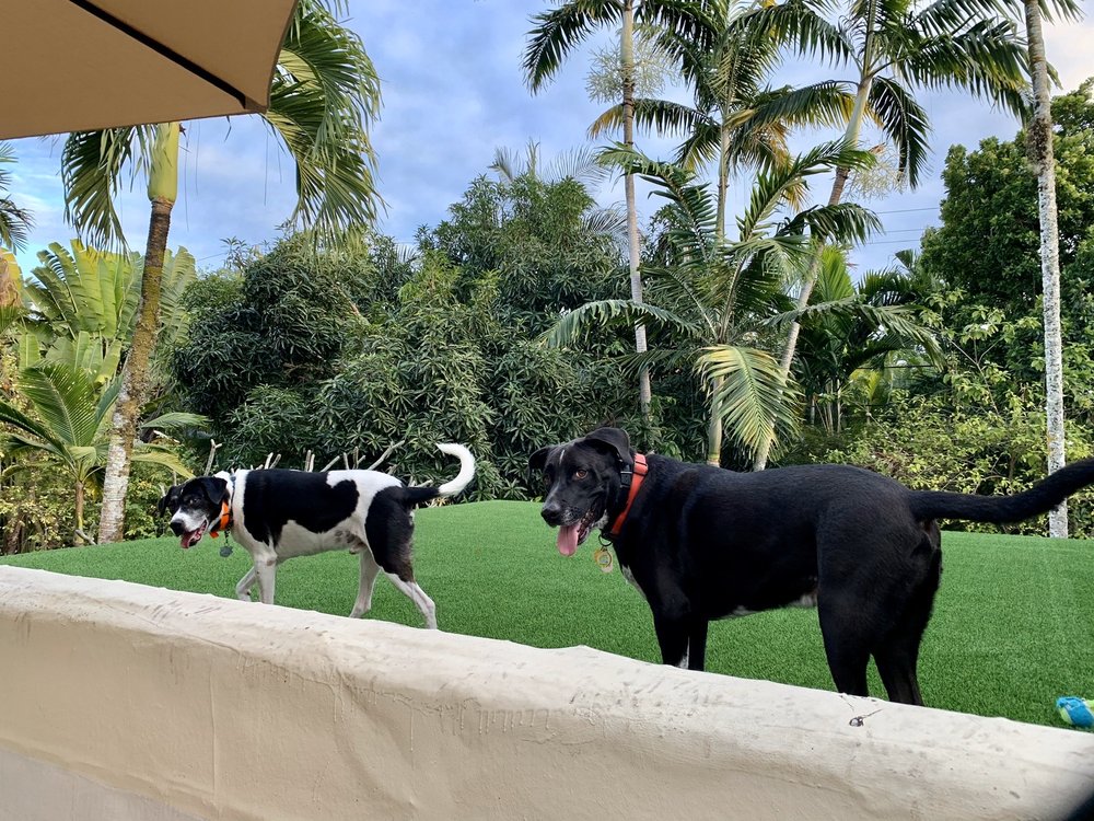 Photo of Turf Tech Pros
