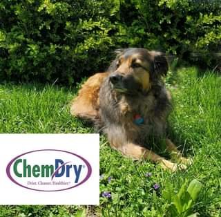 Photo of Hibbs Chem-Dry