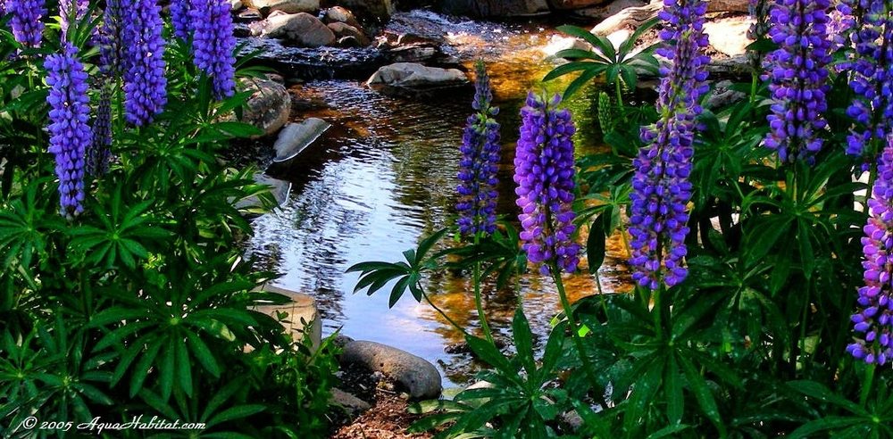 Photo of Ponds By Biologists