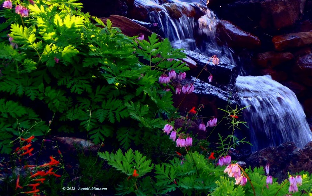 Photo of Ponds By Biologists