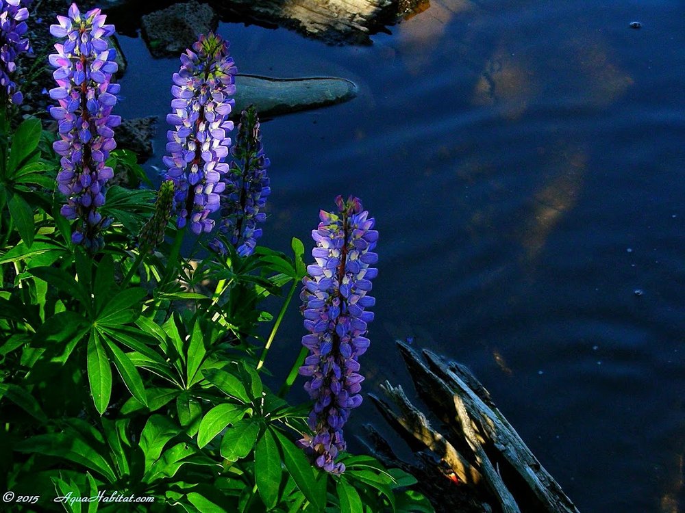 Photo of Ponds By Biologists