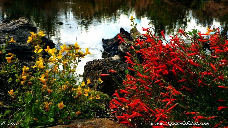 Photo of Ponds By Biologists