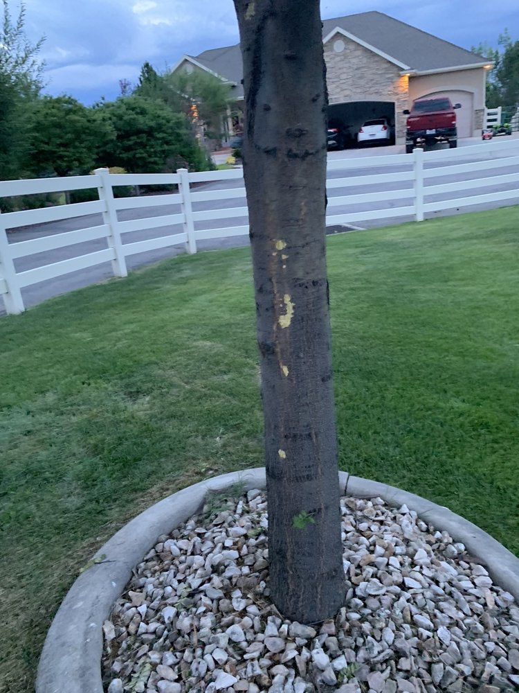 Photo of Diamond Tree Experts