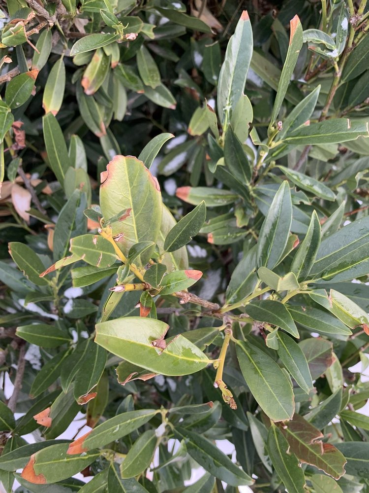 Photo of Diamond Tree Experts