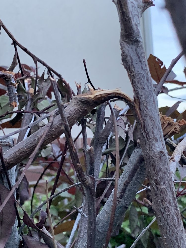 Photo of Diamond Tree Experts