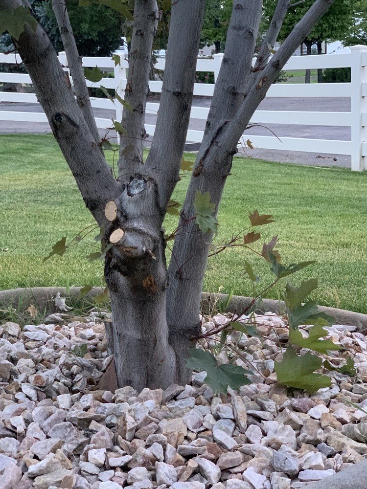 Photo of Diamond Tree Experts