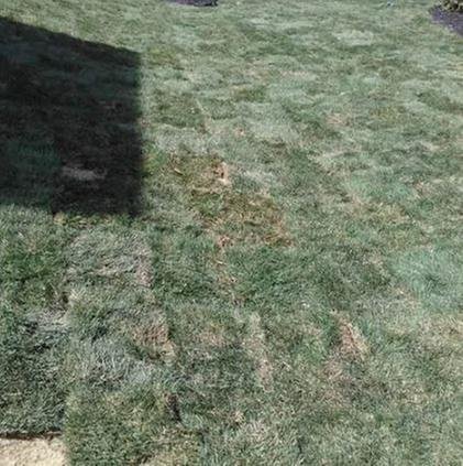 Photo of Bush Sod Farms