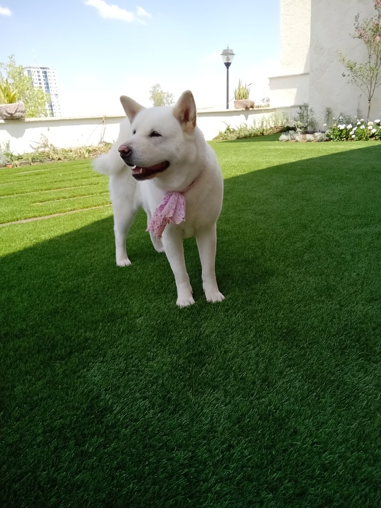 Photo of SYNLawn Utah