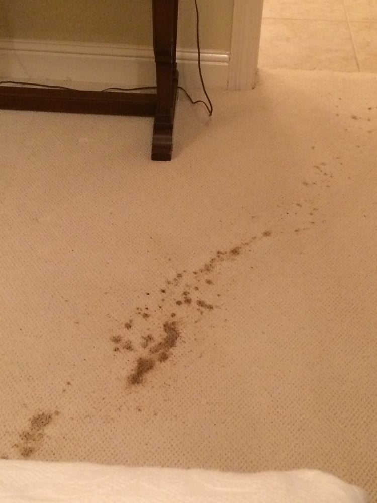 Photo of Certified Carpet Cleaning