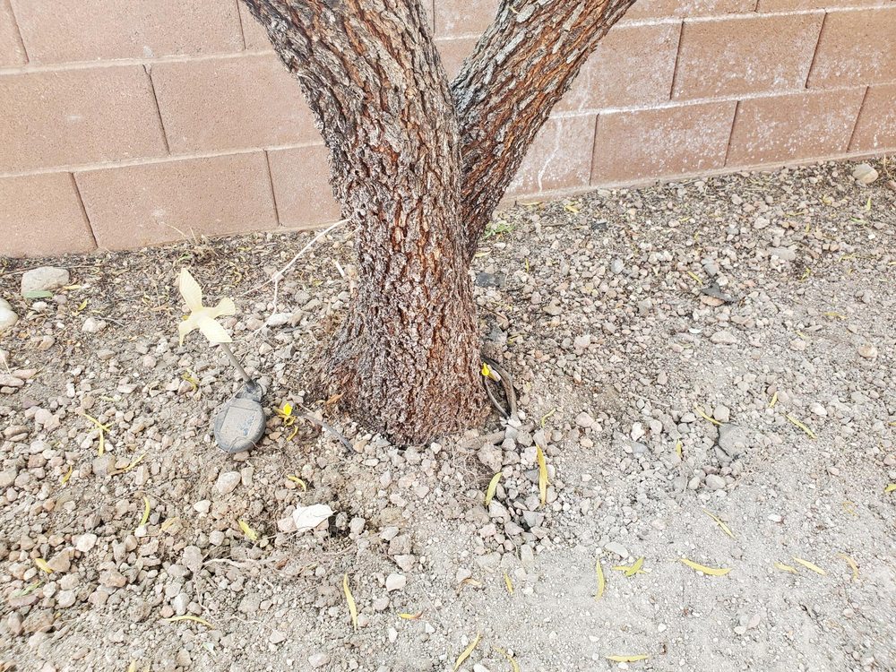 Photo of Desert Gardens