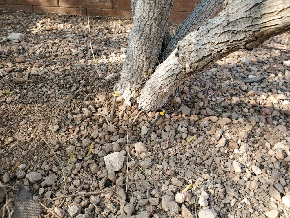 Photo of Desert Gardens