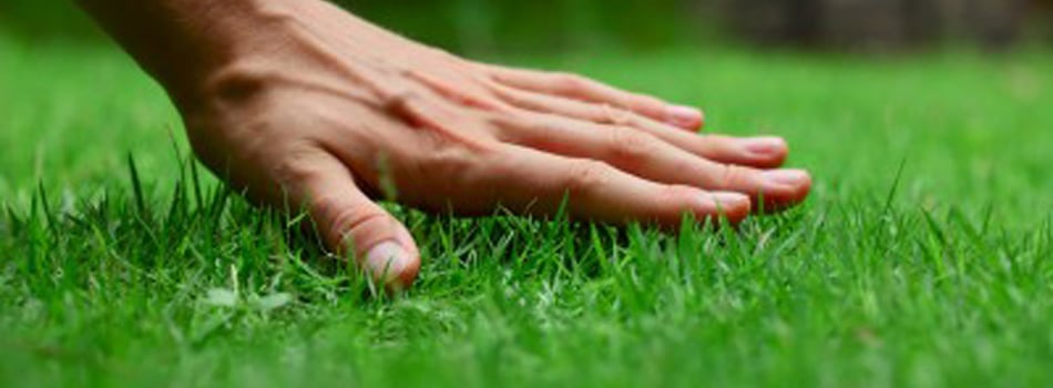 Photo of Ryno Lawn Care