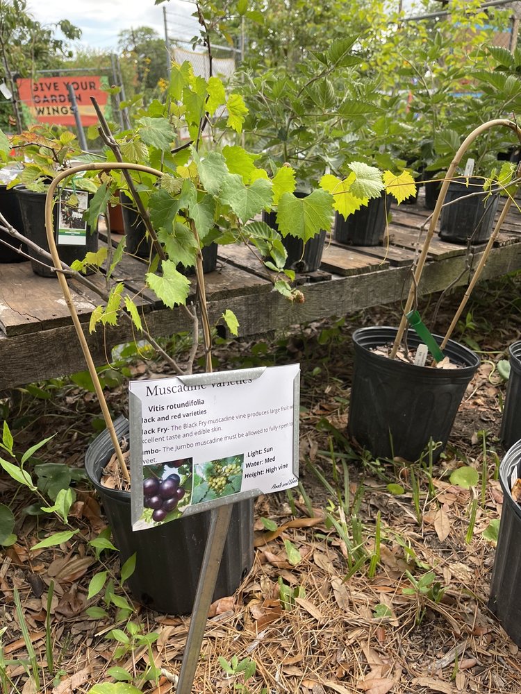 Photo of Roots and Shoots Nursery