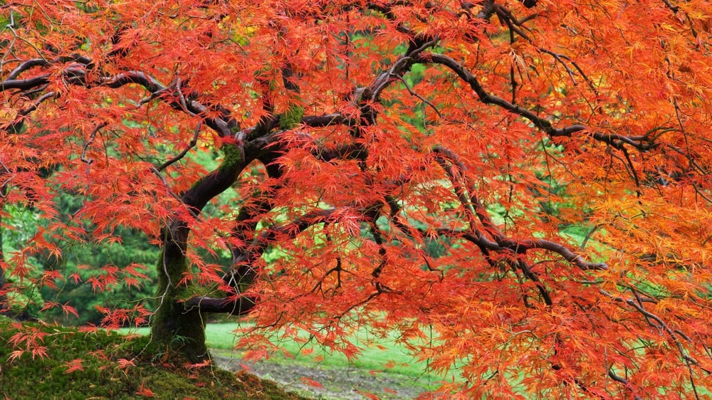 Photo of Touchstone Landscape Management