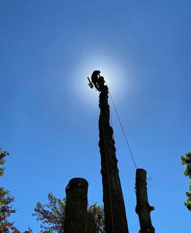 Photo of Professional Master Landscaping