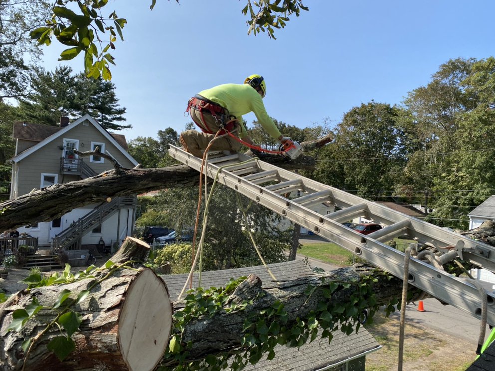 Photo of Professional Master Landscaping