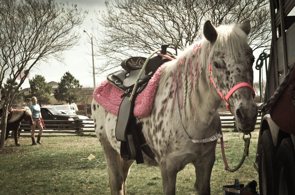Photo of Beach Party Ponies & Barnyard Petting Zoo