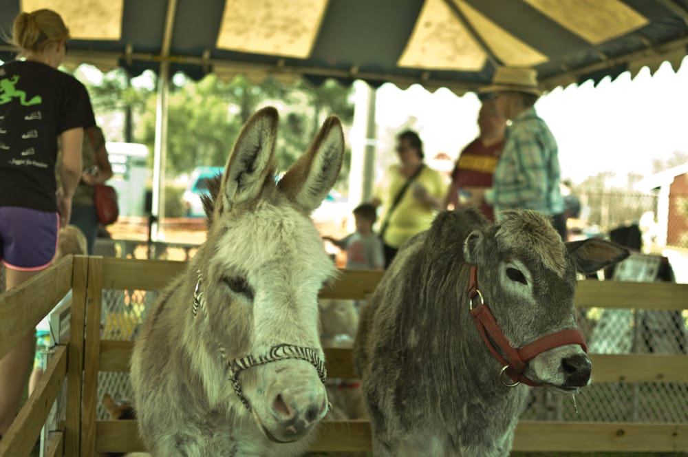 Photo of Beach Party Ponies & Barnyard Petting Zoo