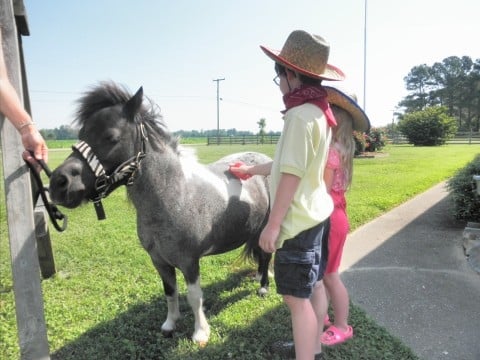 Photo of Beach Party Ponies & Barnyard Petting Zoo