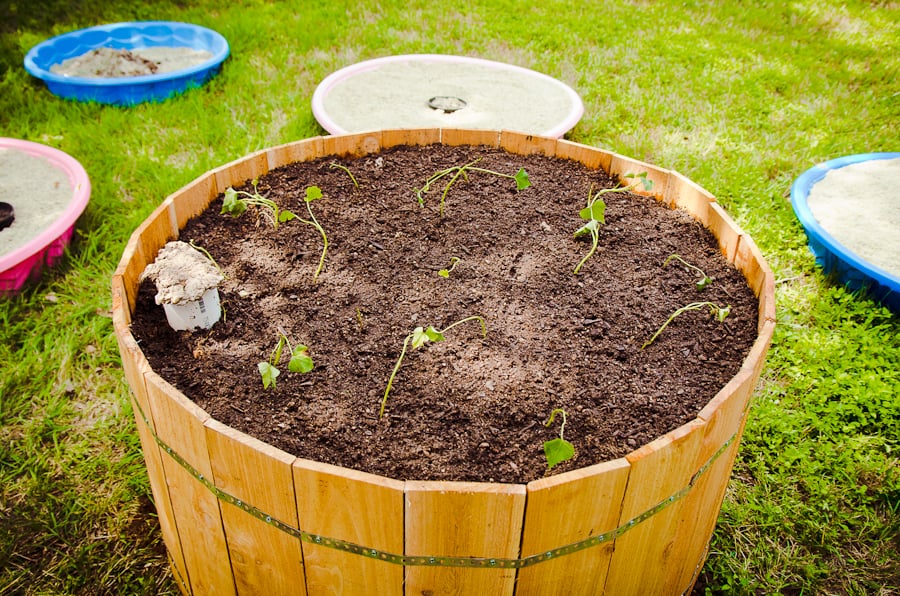 Photo of Yard to Table Gardens