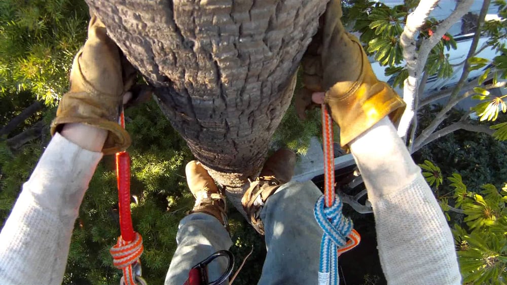 Photo of The Tree Pro