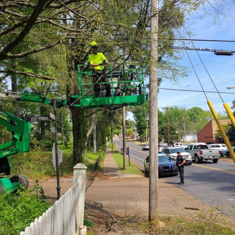 Photo of Hatchie Tree Service