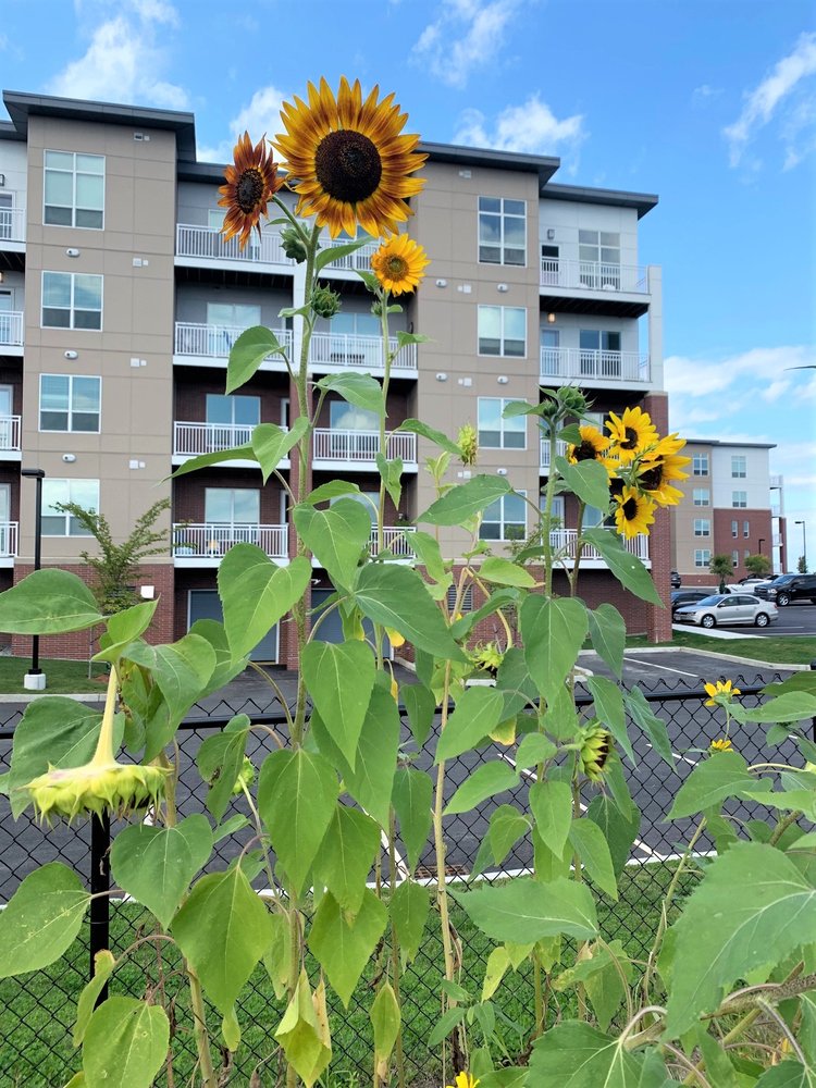Photo of Elevation Apartments