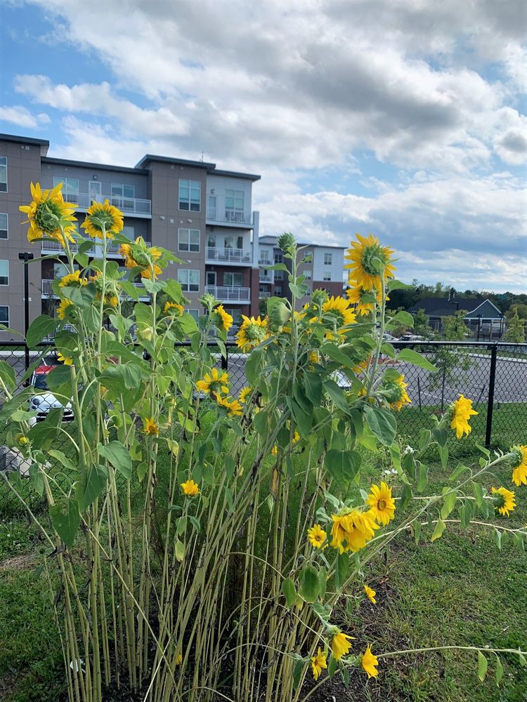 Photo of Elevation Apartments