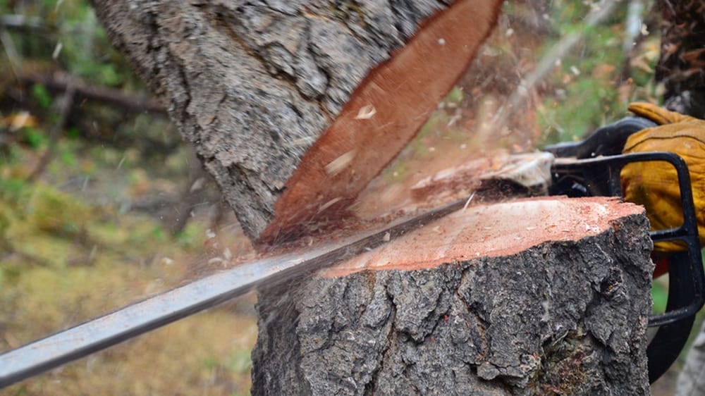 Photo of Stumps-B-Gone